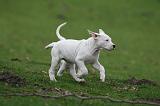DOGUE ARGENTIN 252